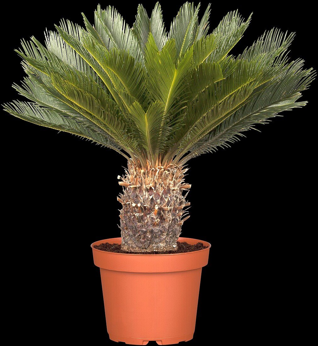 Cycas revoluta