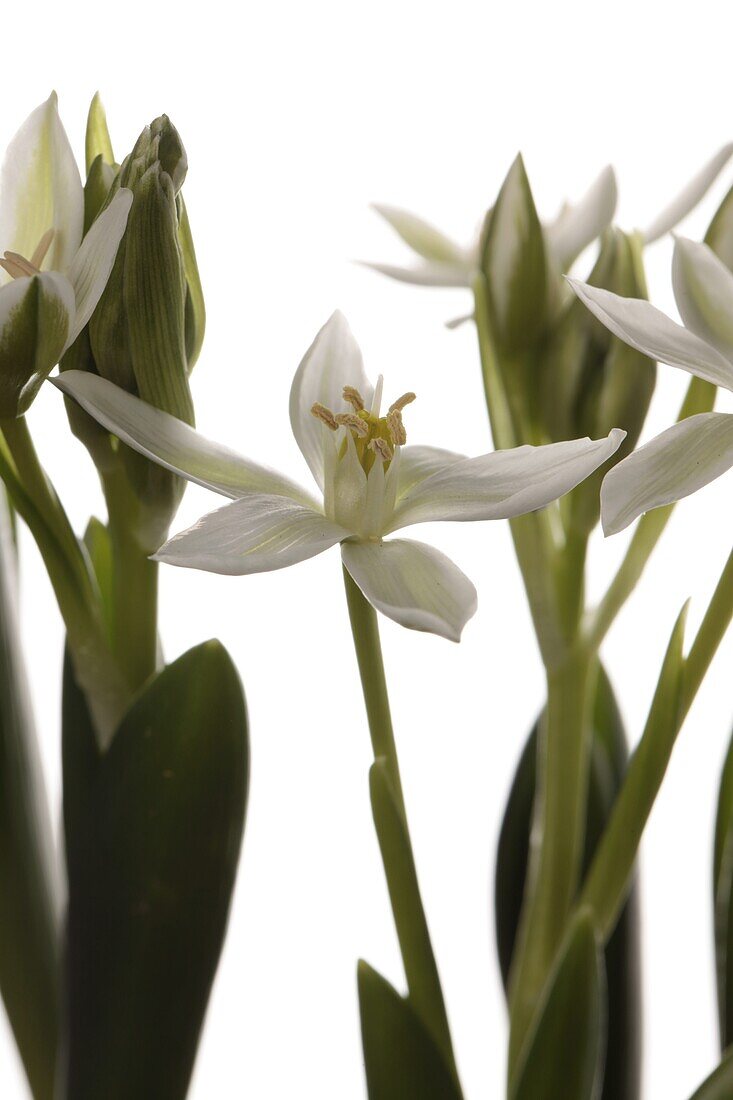 Ornithogalum balansae