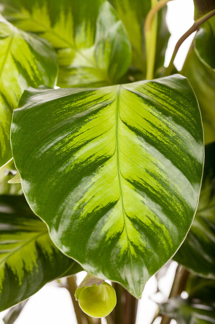 Calathea maranta