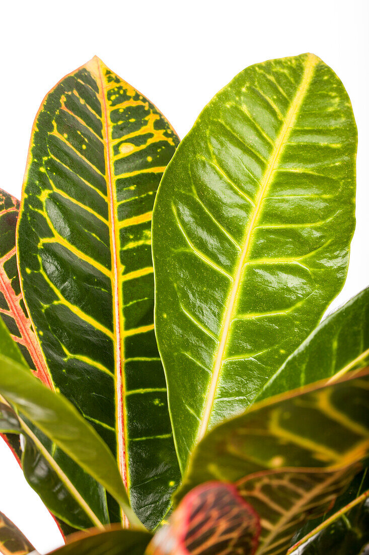 Codiaeum variegatum 'Petra'