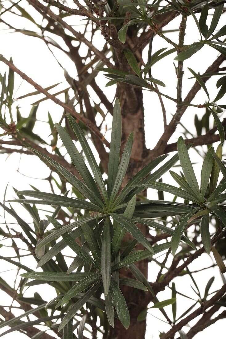 Podocarpus nivalis