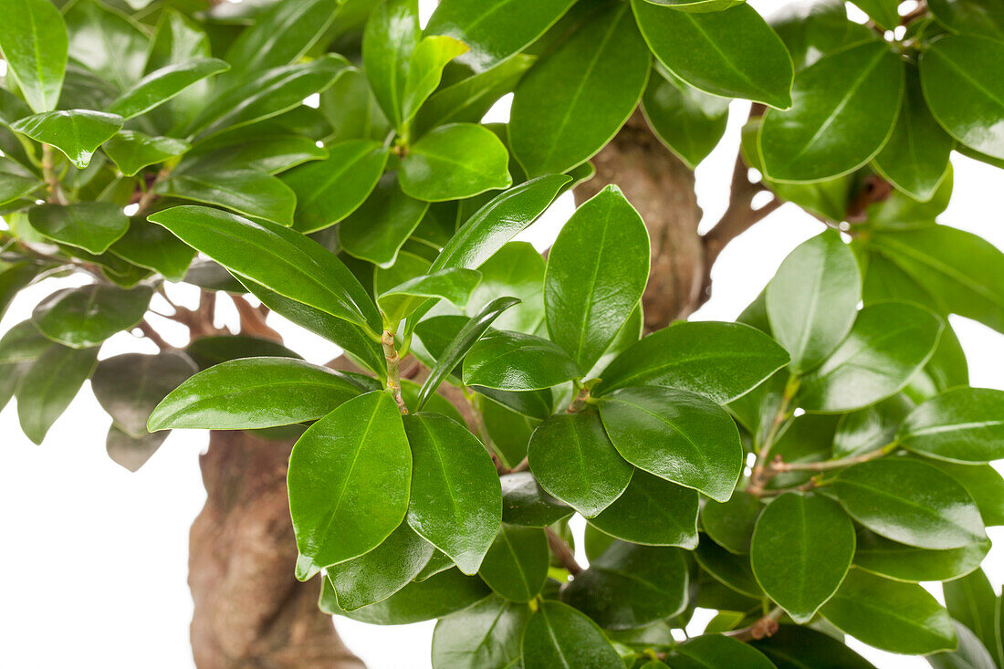 Ficus microcarpa