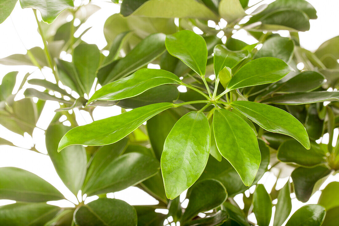 Schefflera arboricola 'Nora'