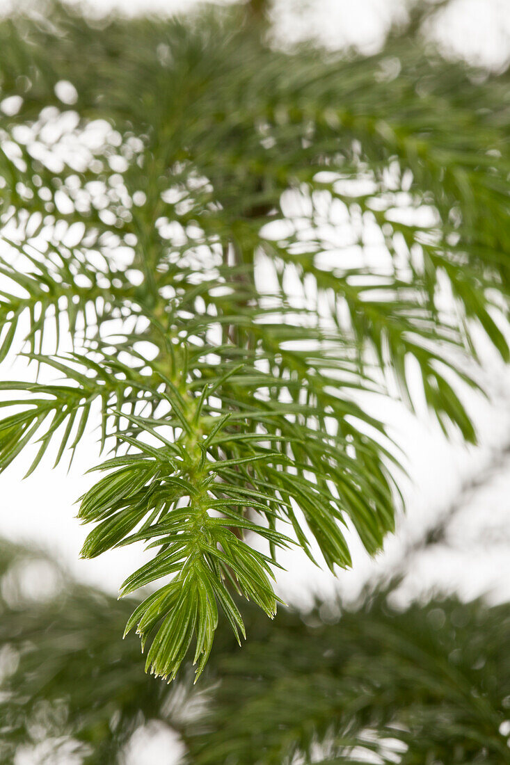 Araucaria heterophylla