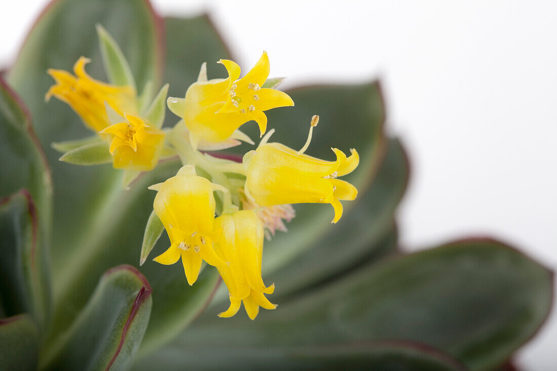 Echeveria