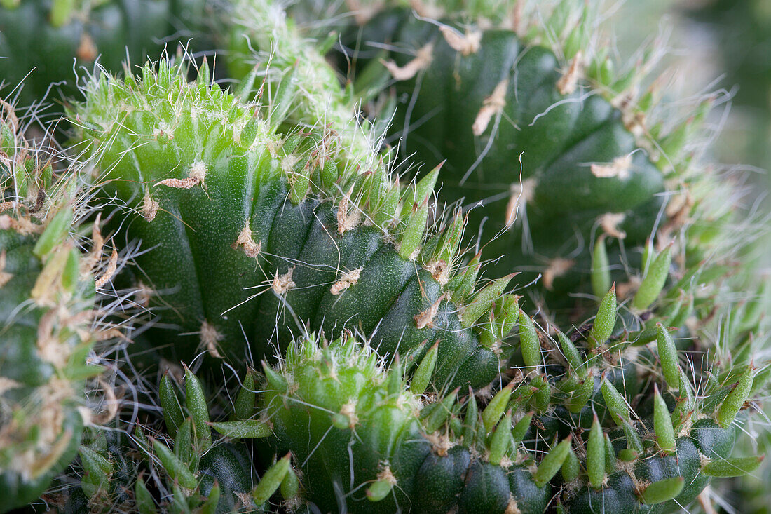 Cactus