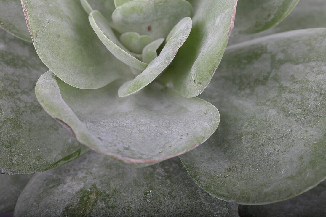 Kalanchoe thyrsiflora