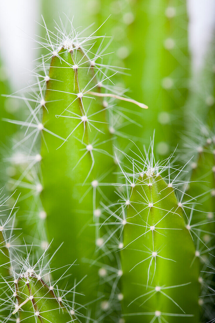 Hylocereus undatus