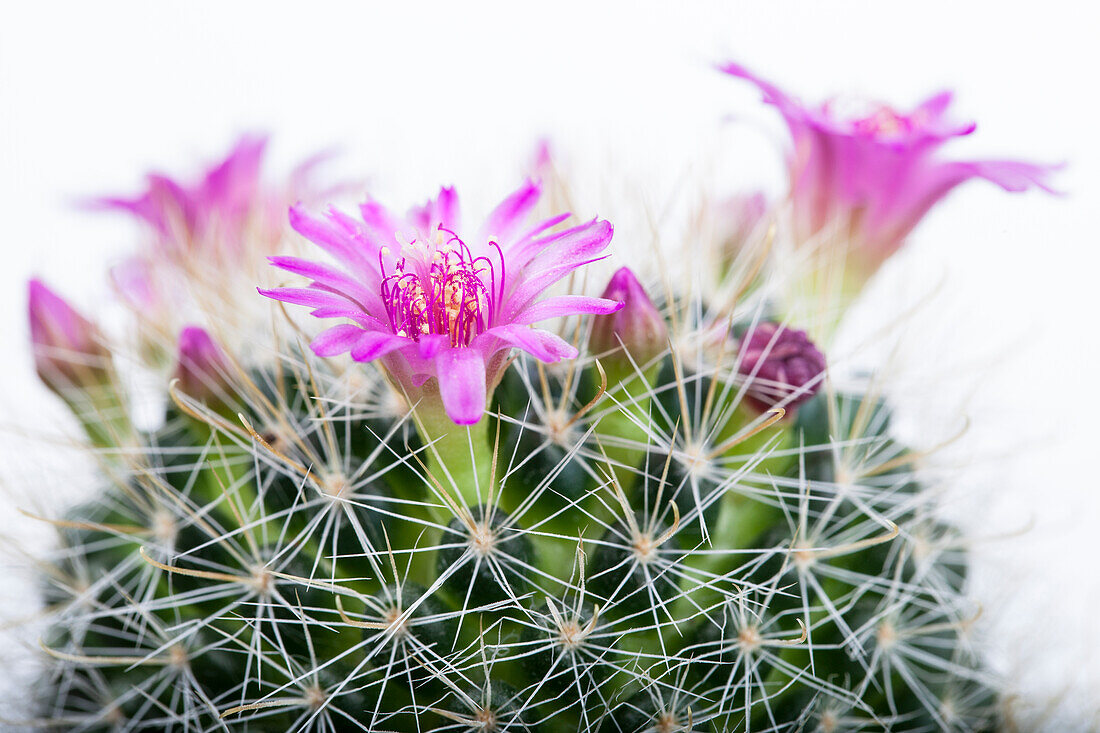 Mammillaria