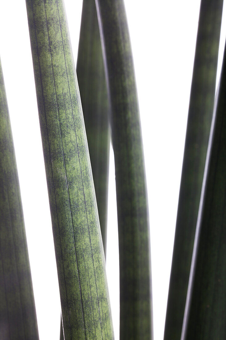 Sansevieria cylindrica 'Sons'.