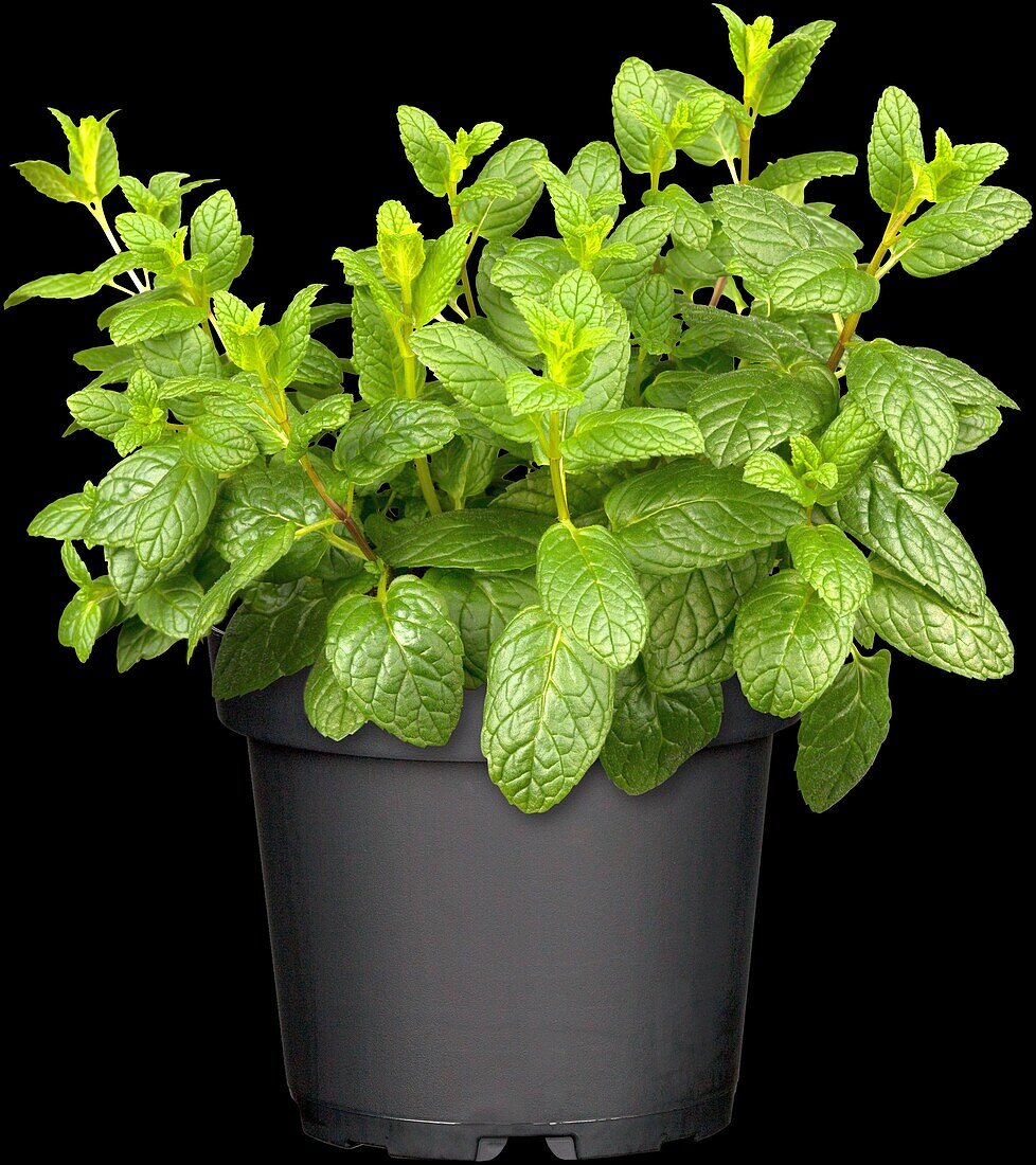 Mentha spicata