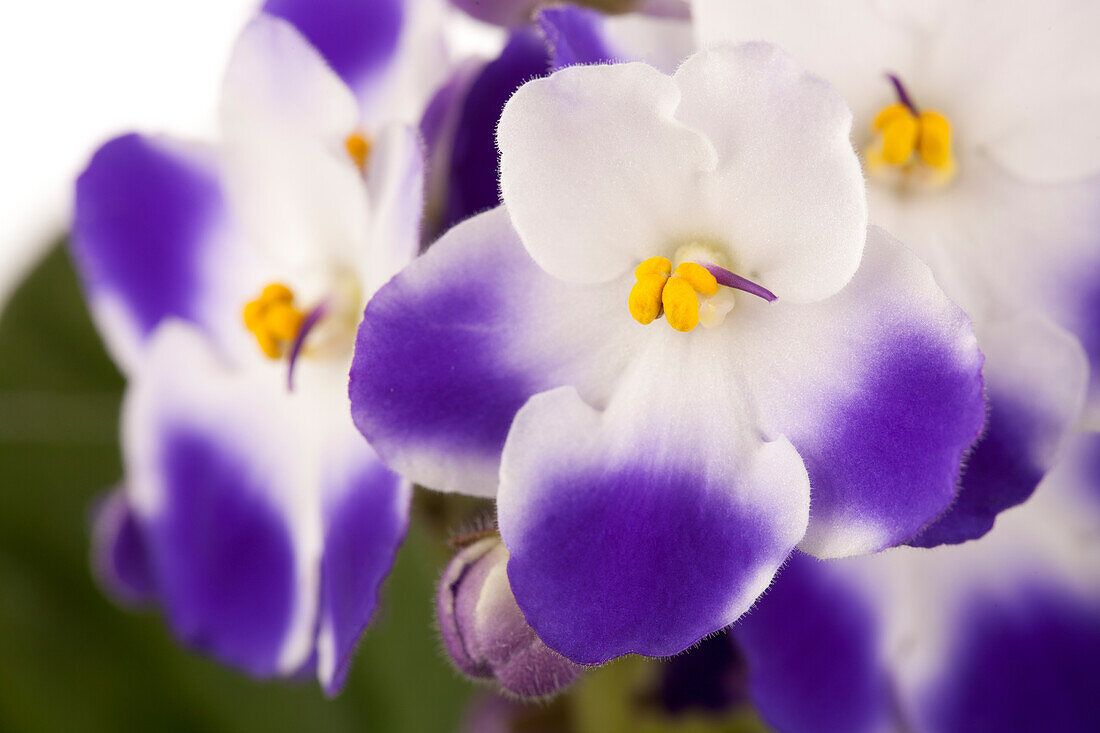 Saintpaulia ionantha, blau-weiß