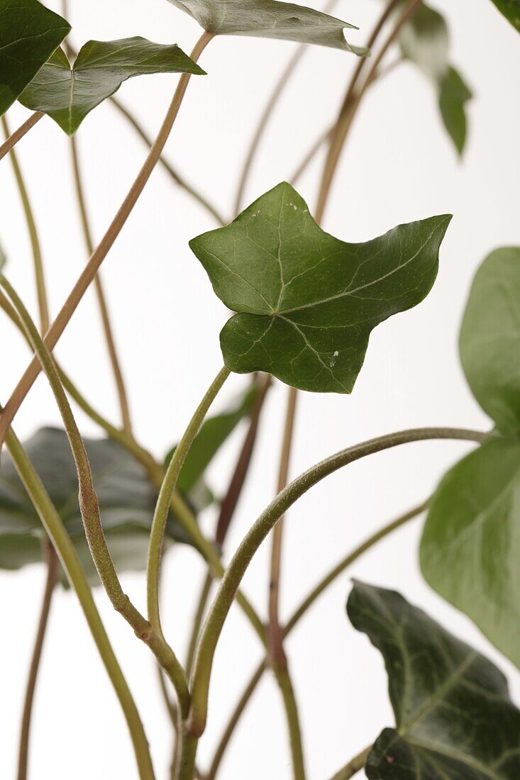 Hedera helix hibernica