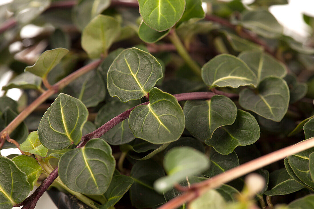 Mitchella repens