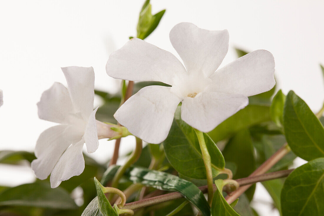 Vinca minor 'Alba