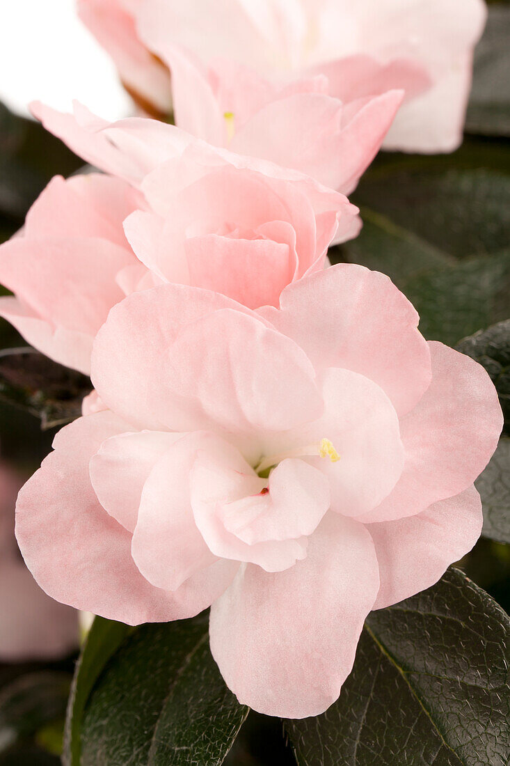 Rhododendron simsii, pink