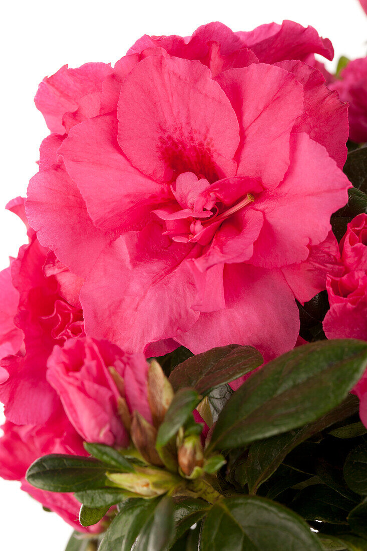 Rhododendron simsii, rosa