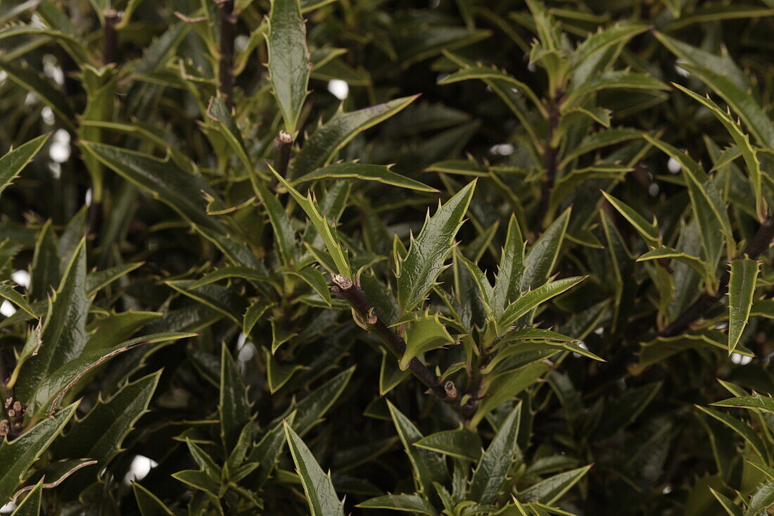 Ilex aq myrtifolia