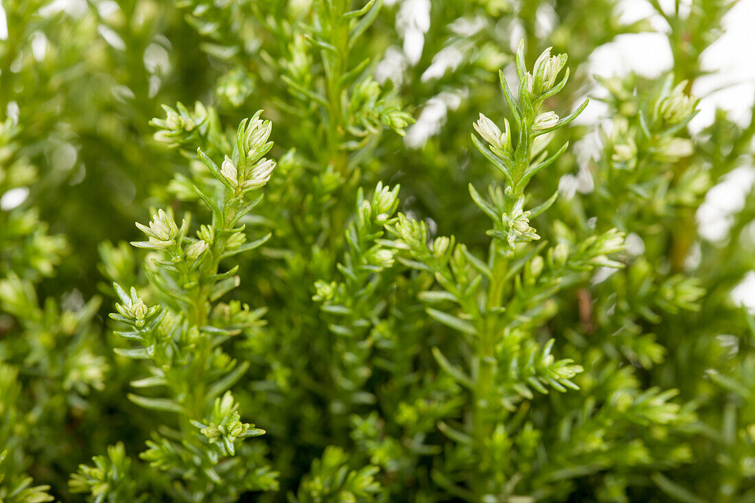 Chamaecyparis lawsoniana 'Snow White'®