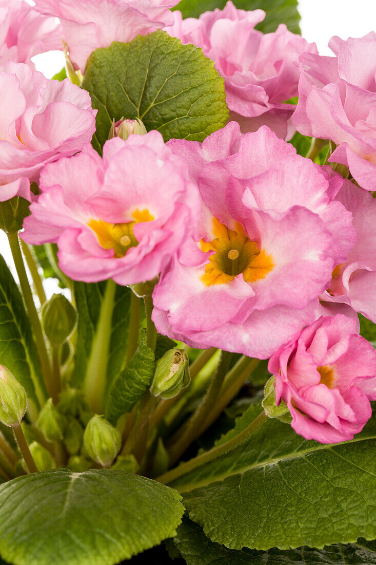 Primula vulgaris