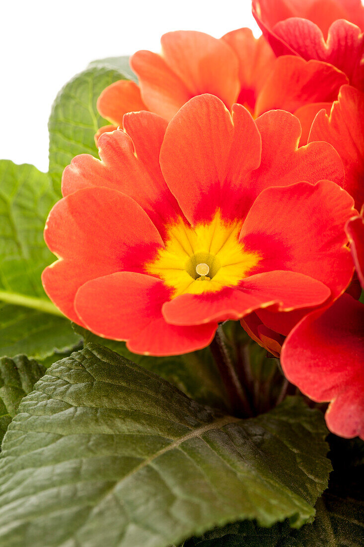 Primula vulgaris