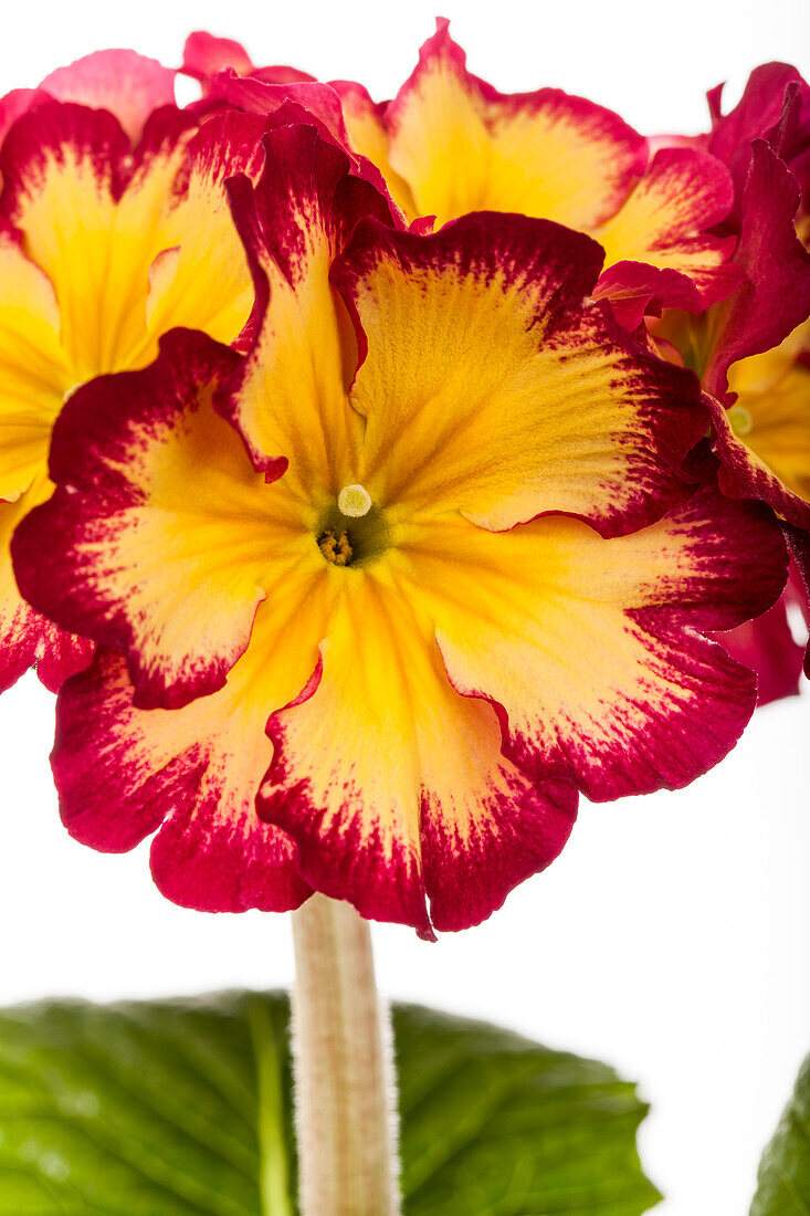 Primula elatior, yellow-red