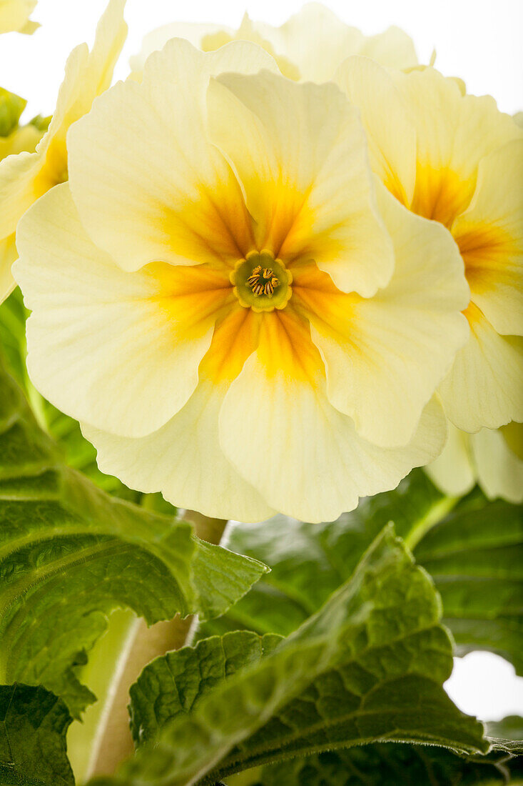 Primula elatior, yellow