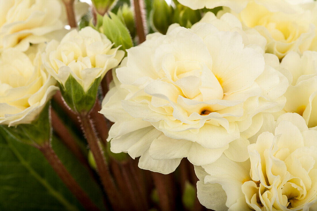 Primula vulgaris BELARINA