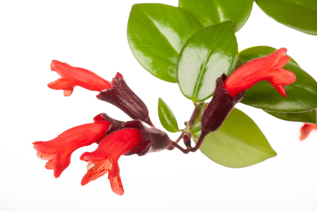 Aeschynanthus hybrid