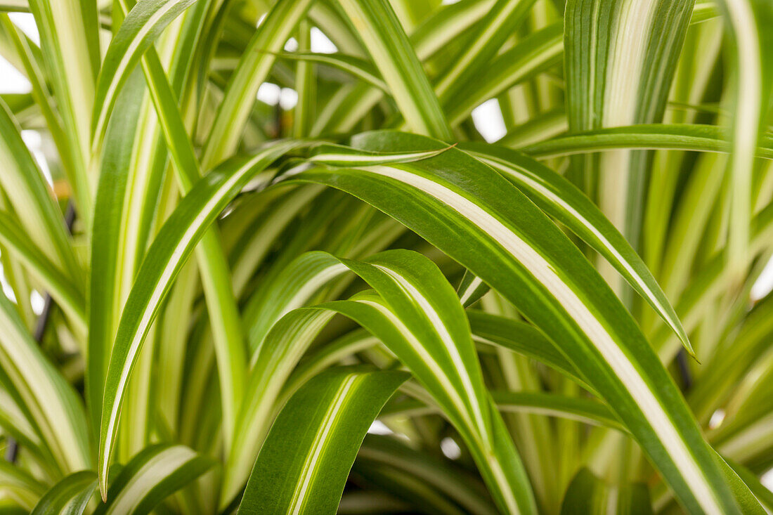 Chlorophytum comosum 'Variegatum'