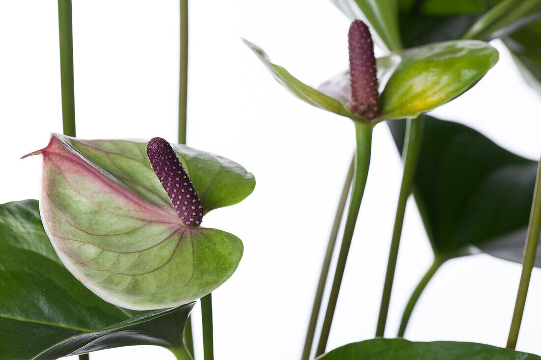 Anthurium