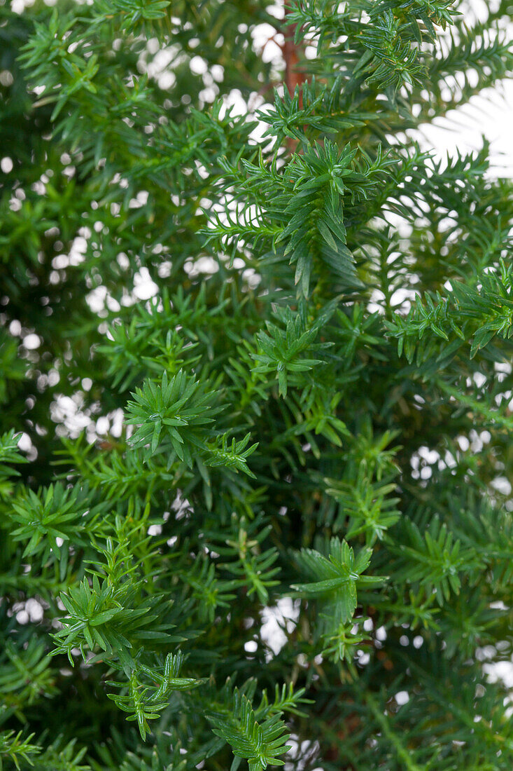 Chamaecyparis thyoides Top Point