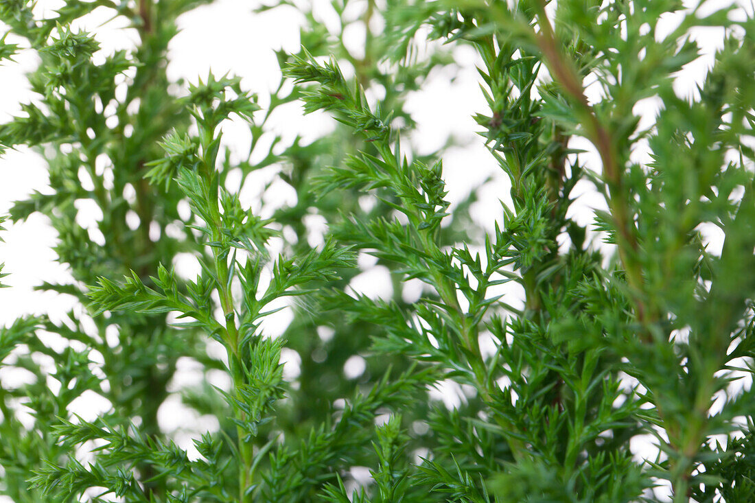 Cham. Pis. 'Plumosa Aurea'.