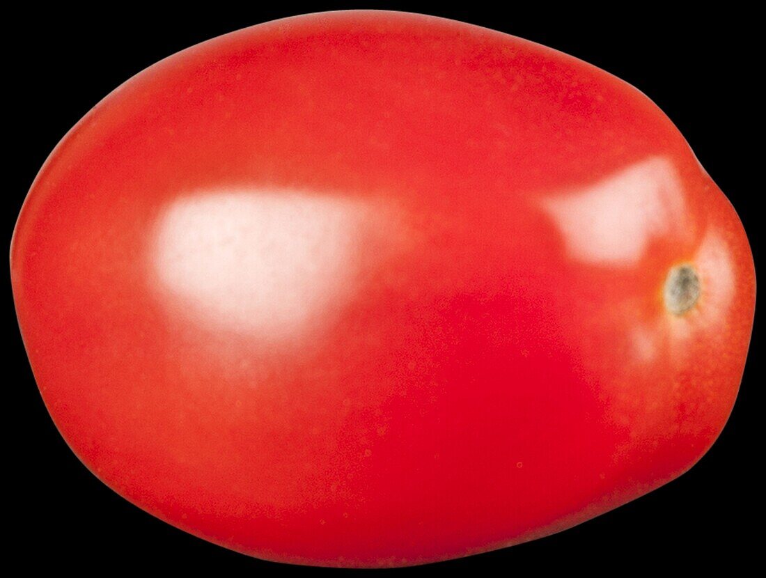 Plum tomato