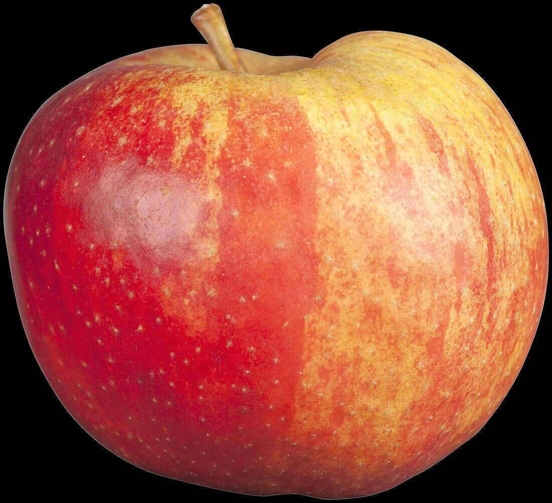 Apple 'Boskoop