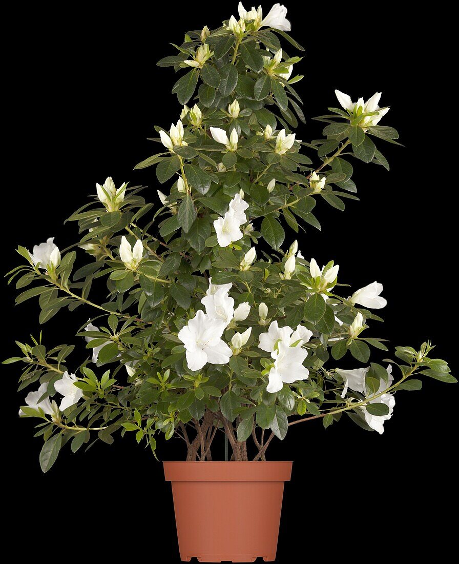 Rhododendron simsii, white