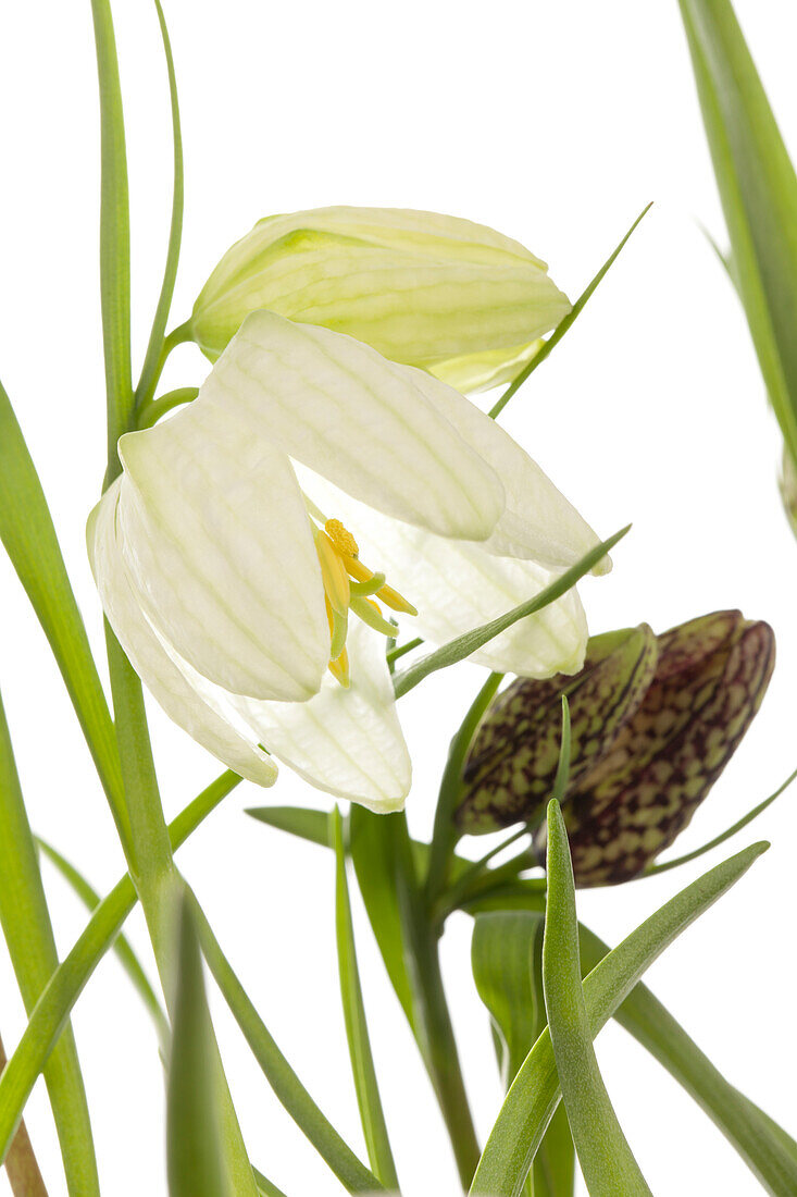 Fritillaria meleagris 'Alba'