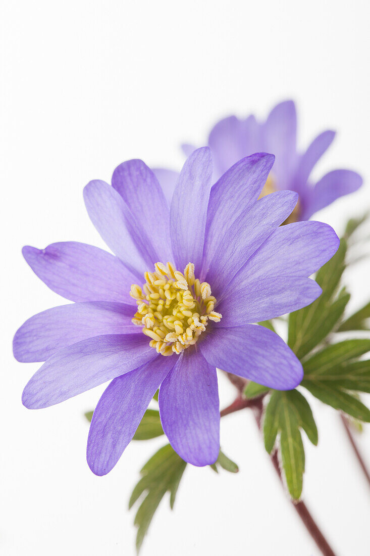 Anemone blanda 'Blue Shades'