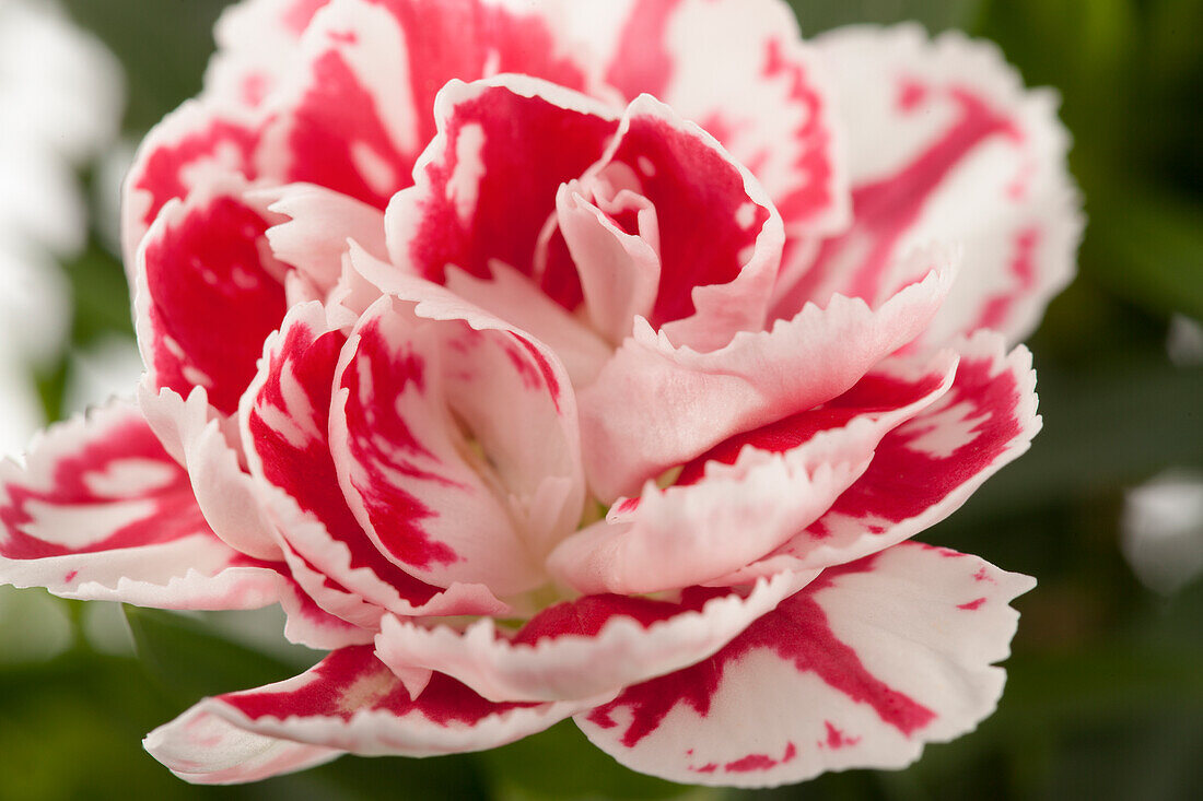 Dianthus 'SuperTrouper'® Sammy