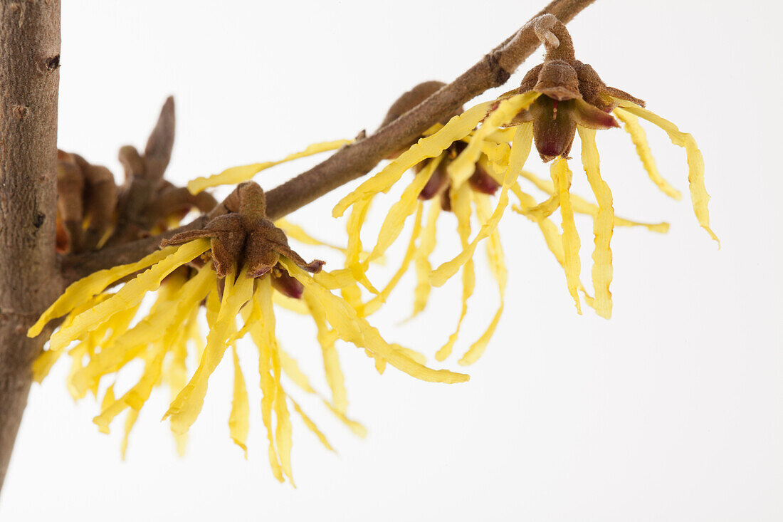 Hamamelis x intermedia 'Pallida