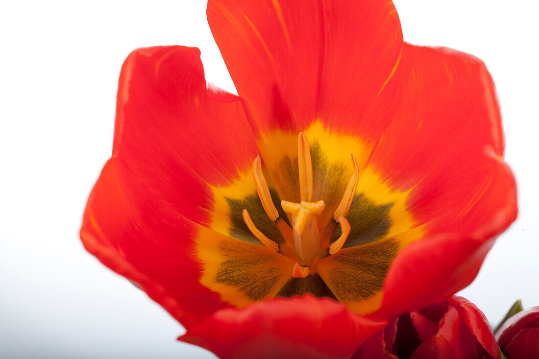 Tulipa 'Red Paradise