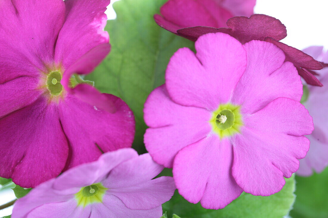 Primula