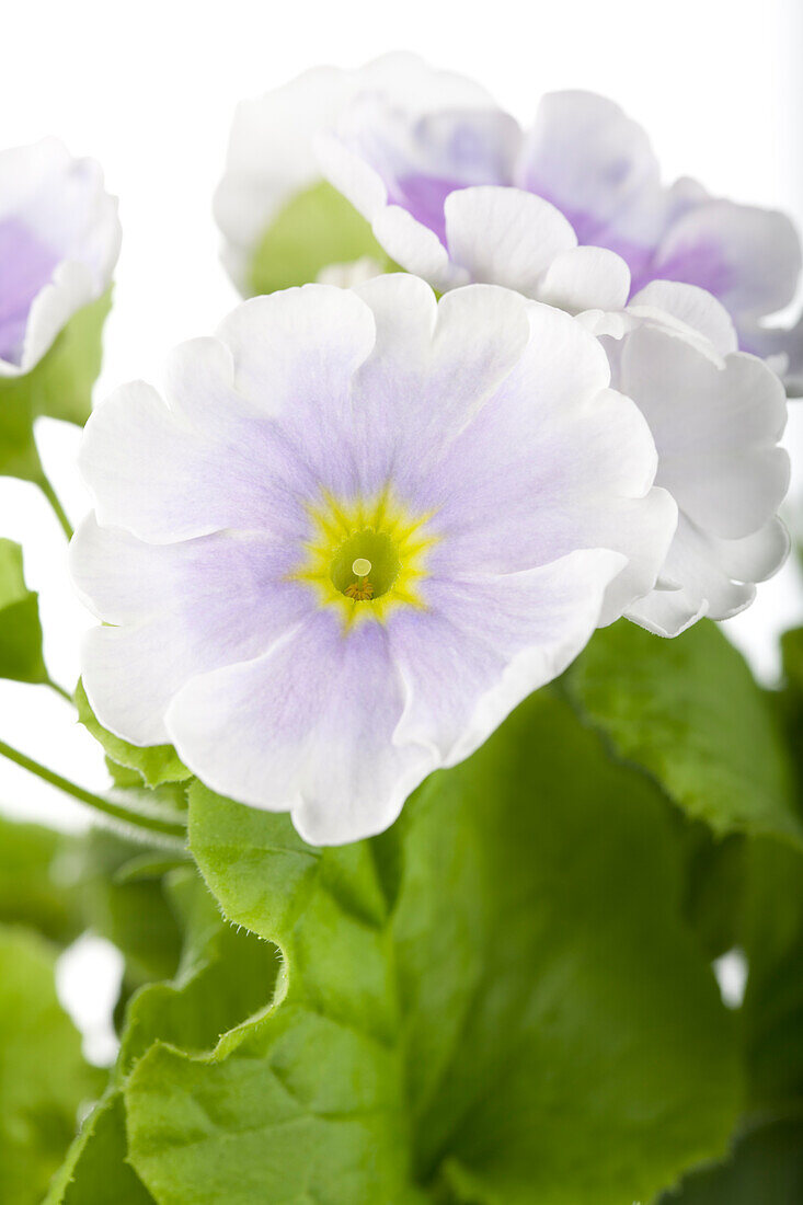 Primula vulgaris