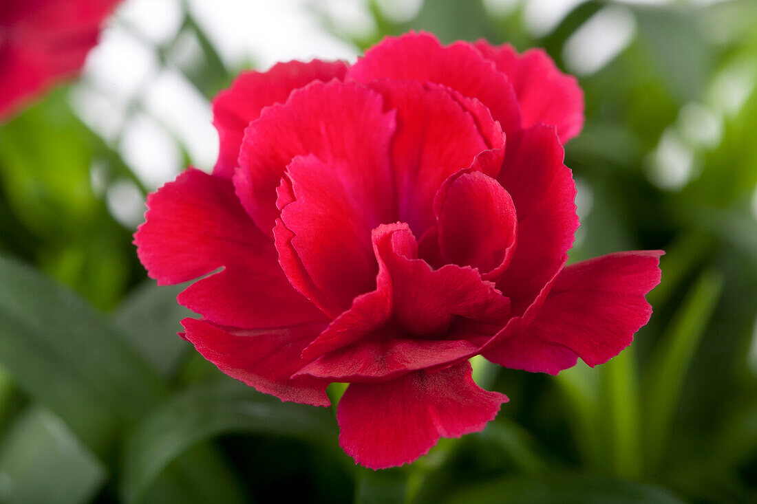 Dianthus caryophyllus