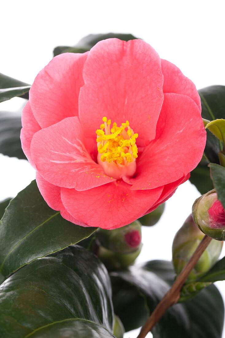 Camellia japonica, pink