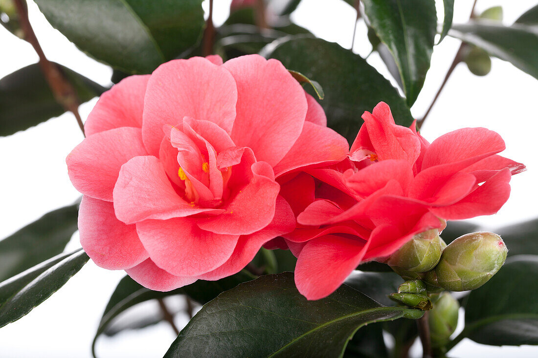 Camellia japonica