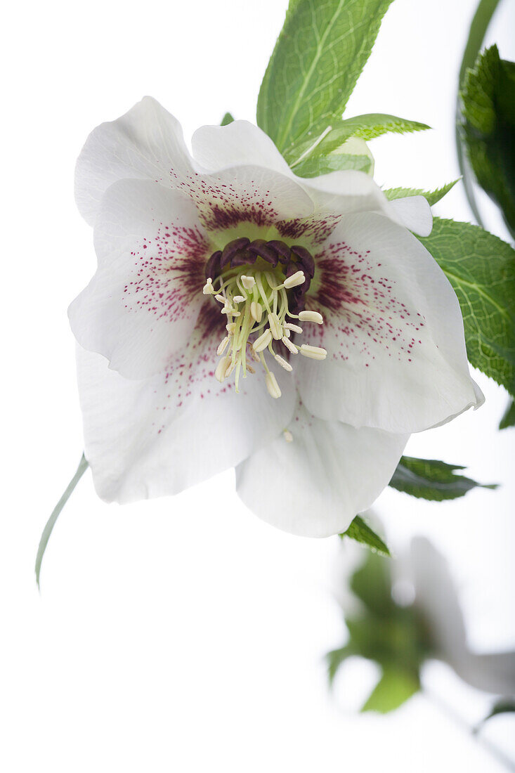 Helleborus orientalis Spring Promise