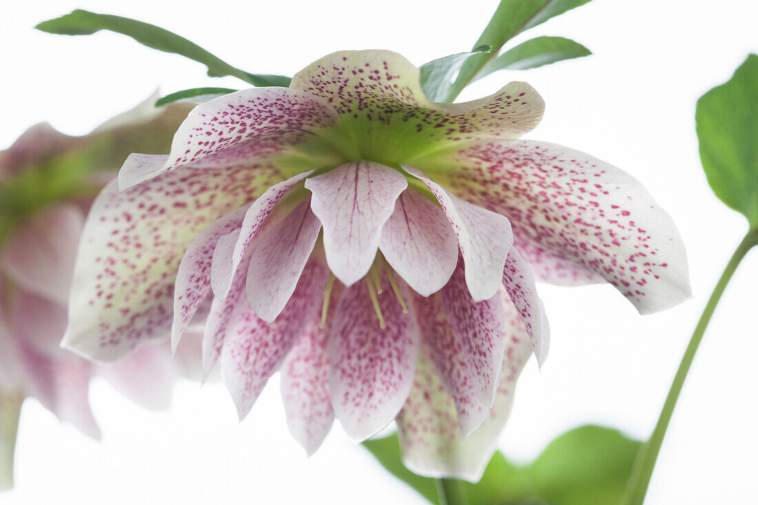 Helleborus orientalis