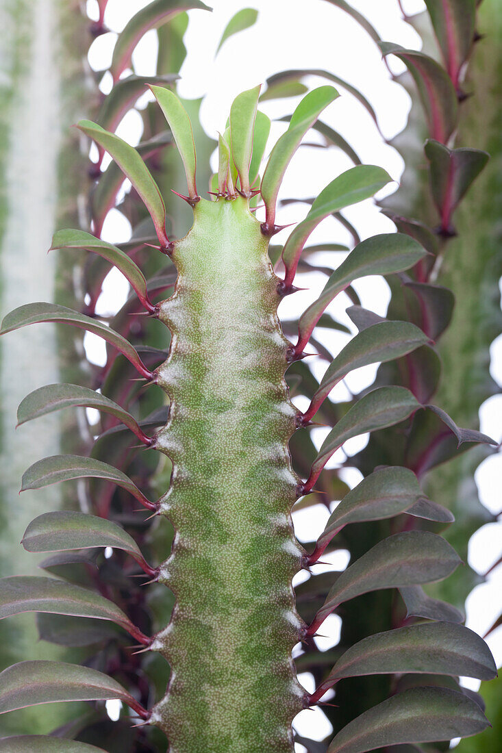 Euphorbia trigona