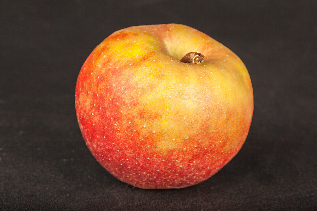 Apfel 'Boskoop'